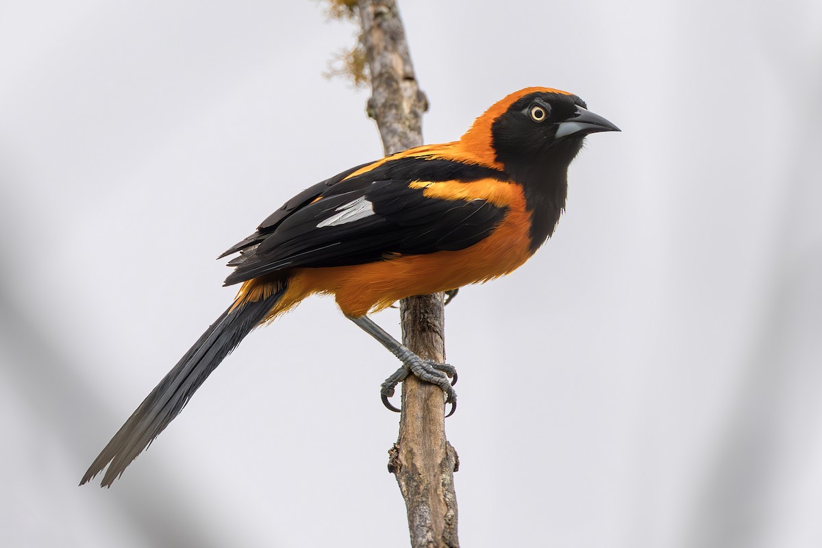 Orange-backed Troupial - ML645474492