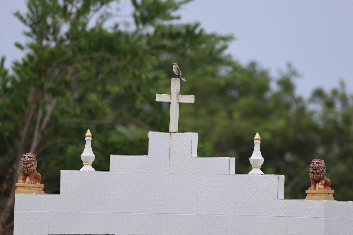 Tropikal Taklitçi - ML645474494