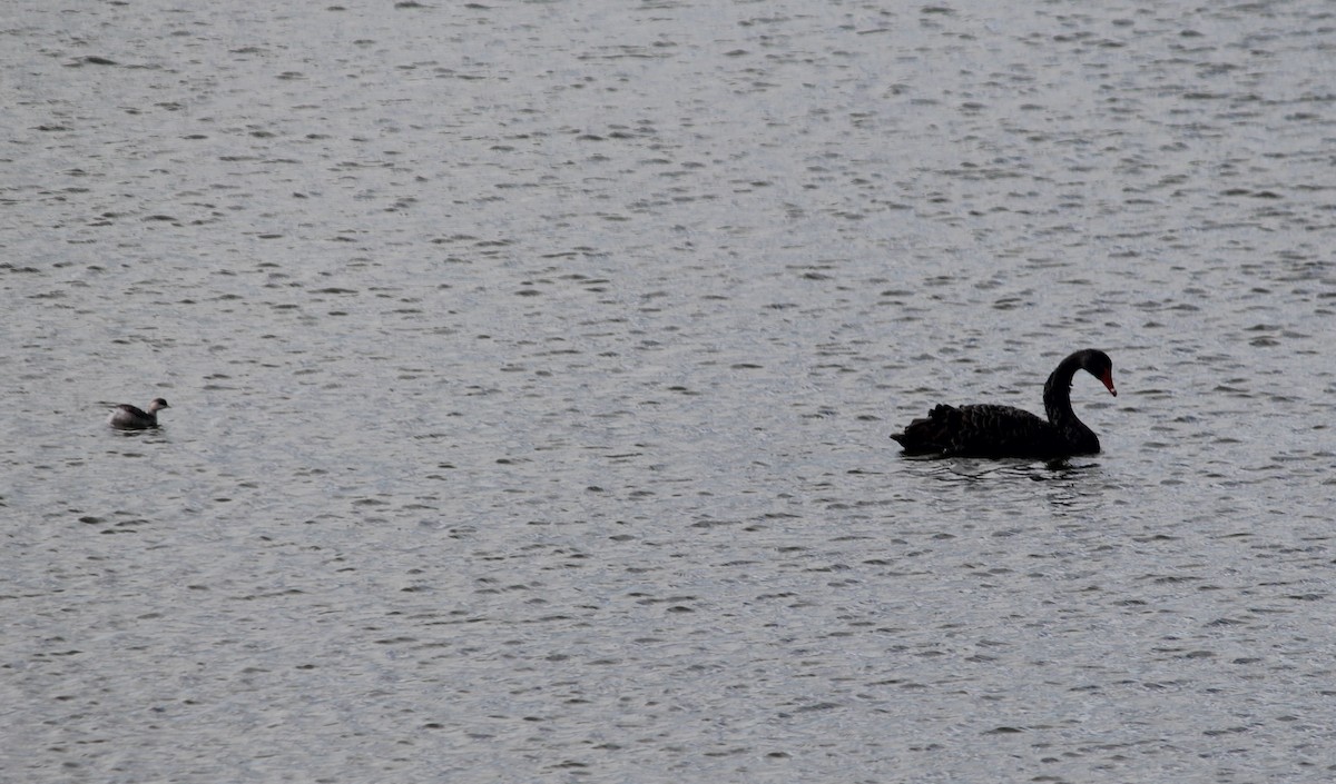 labuť černá - ML645474501