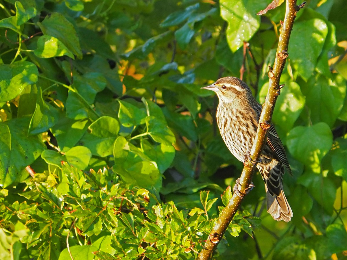 Красноплечий трупиал - ML645474504