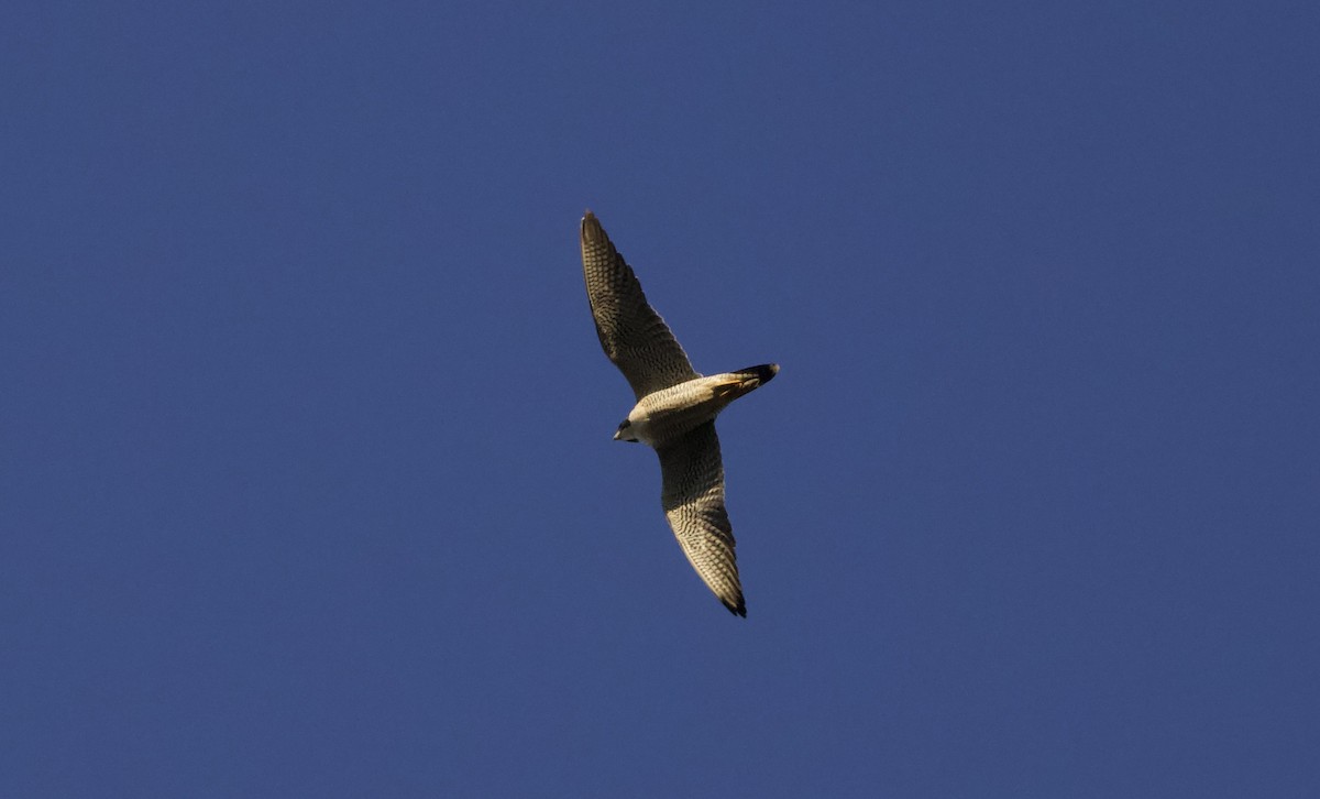 遊隼 - ML645474508