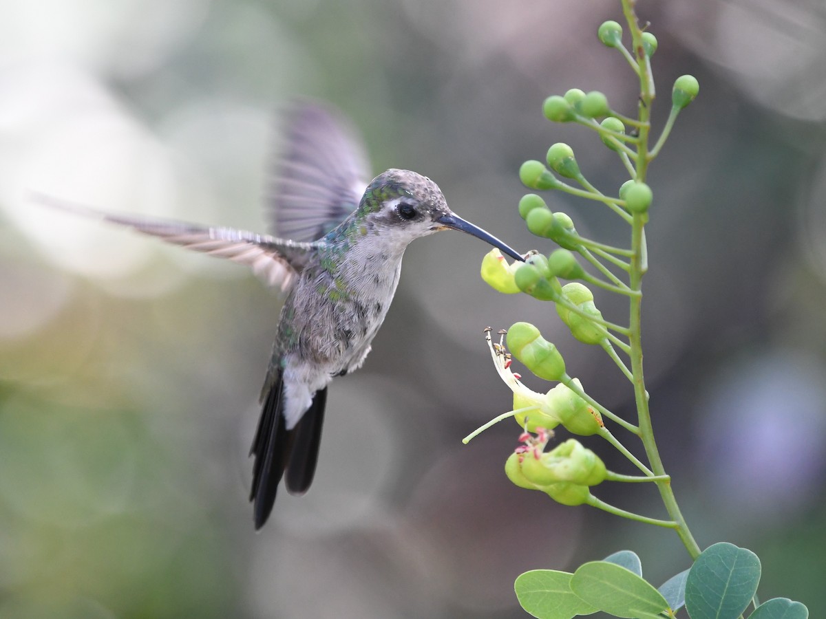 kolibřík kubánský - ML645474509