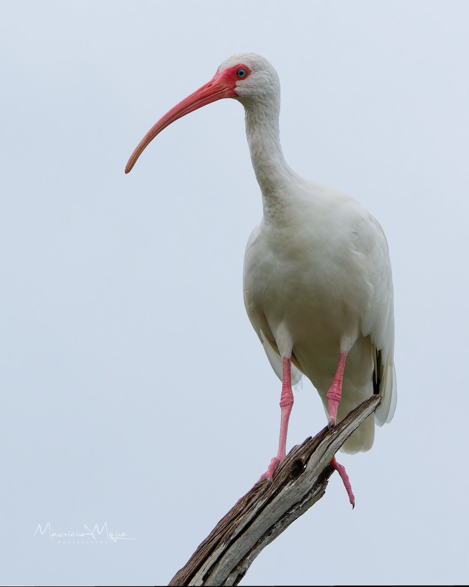 White Ibis - ML645474514