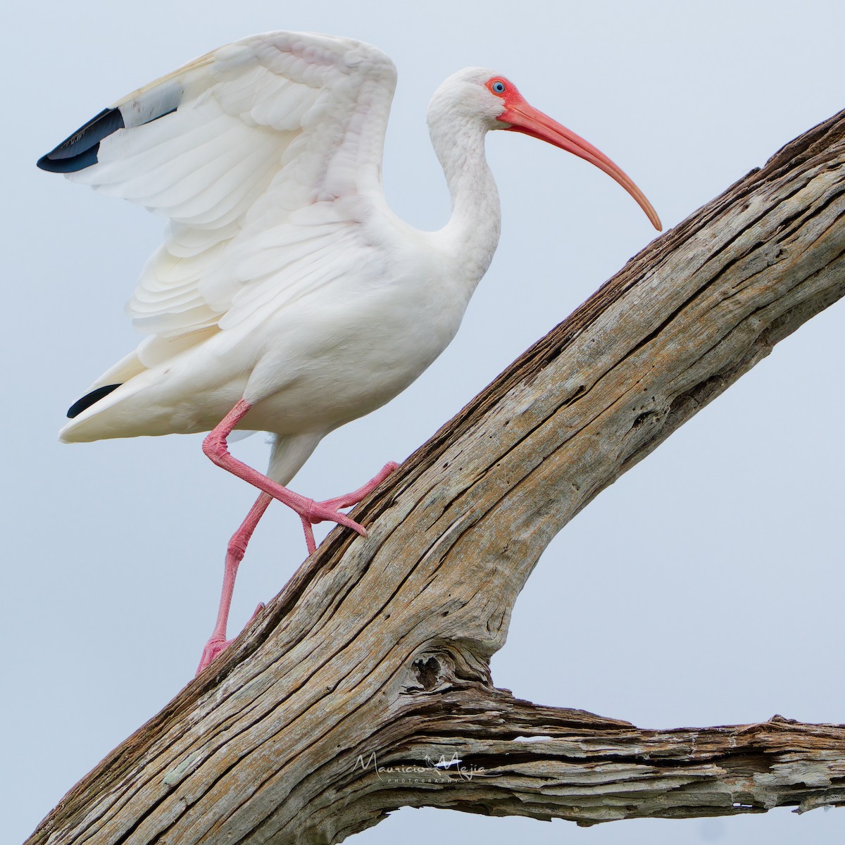White Ibis - ML645474515