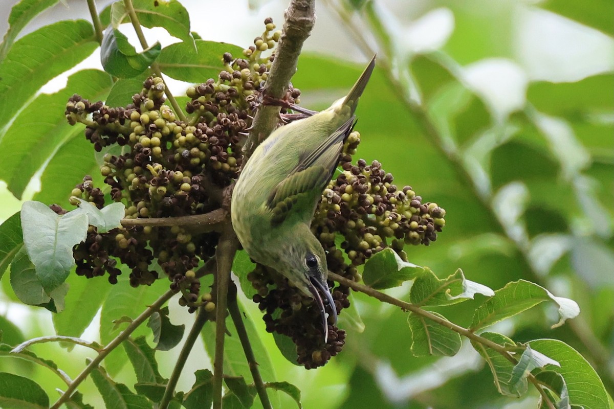 Танагра-медоїд бірюзова - ML645474518