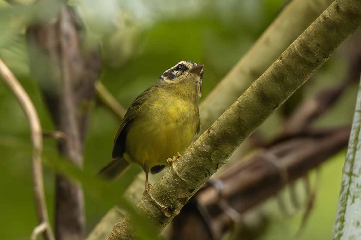 Коронник смугастоголовий - ML645474521