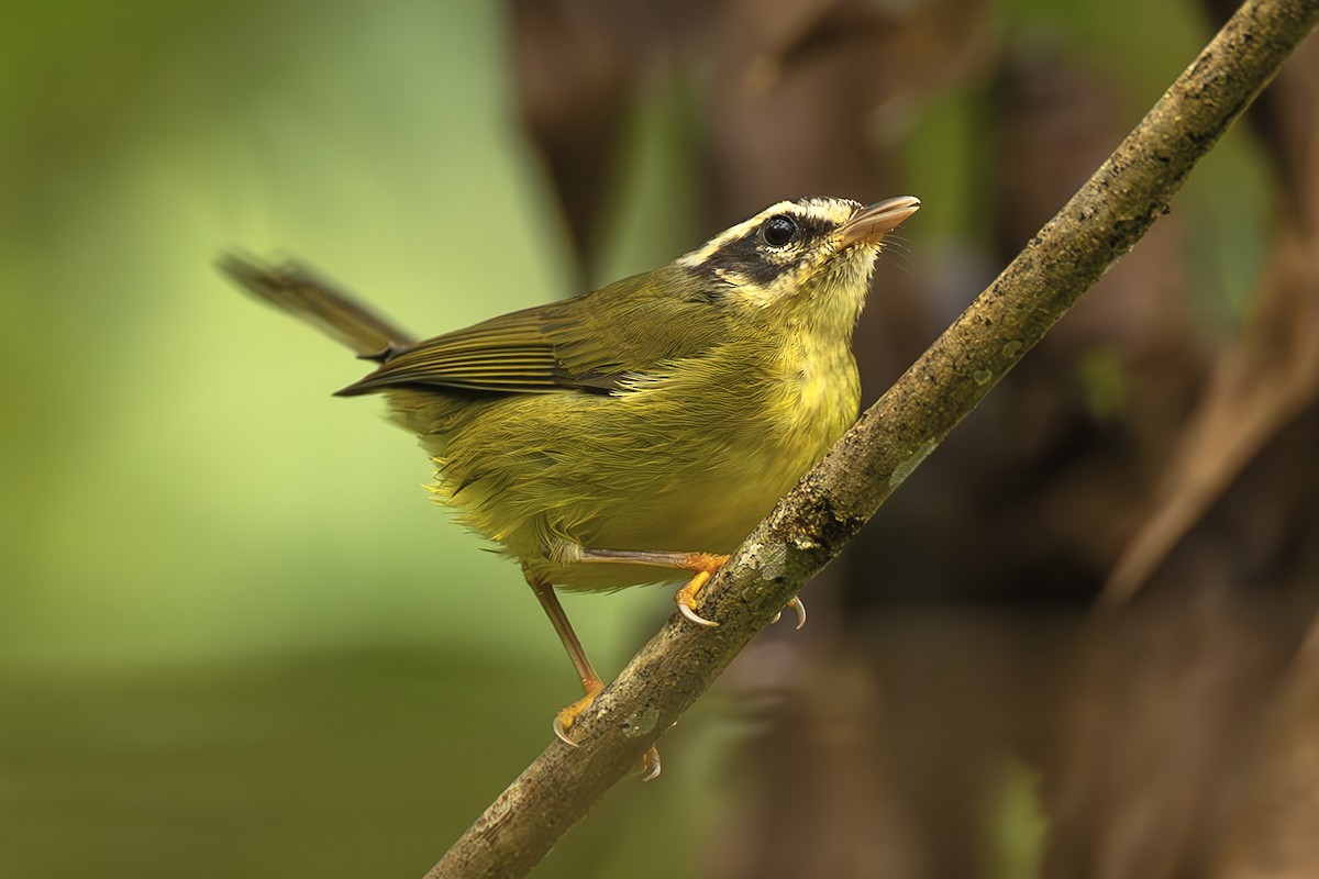 Коронник смугастоголовий - ML645474522
