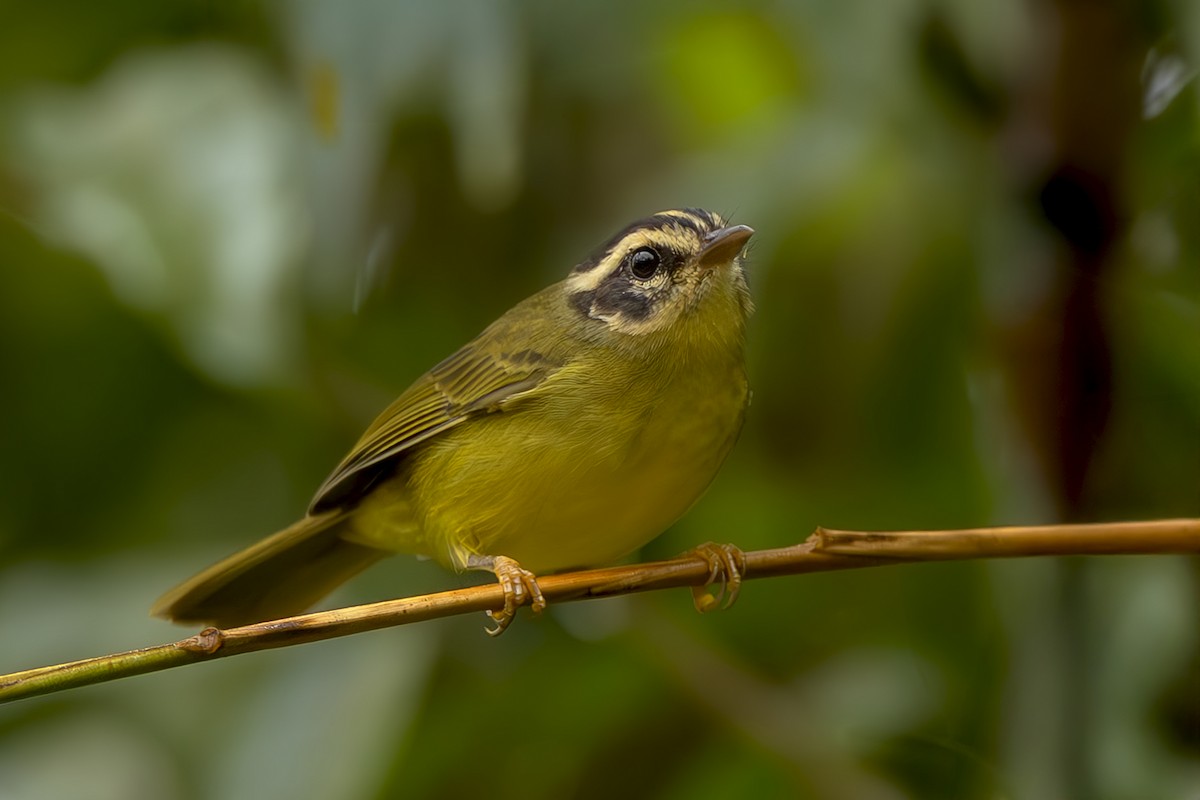 Коронник смугастоголовий - ML645474523