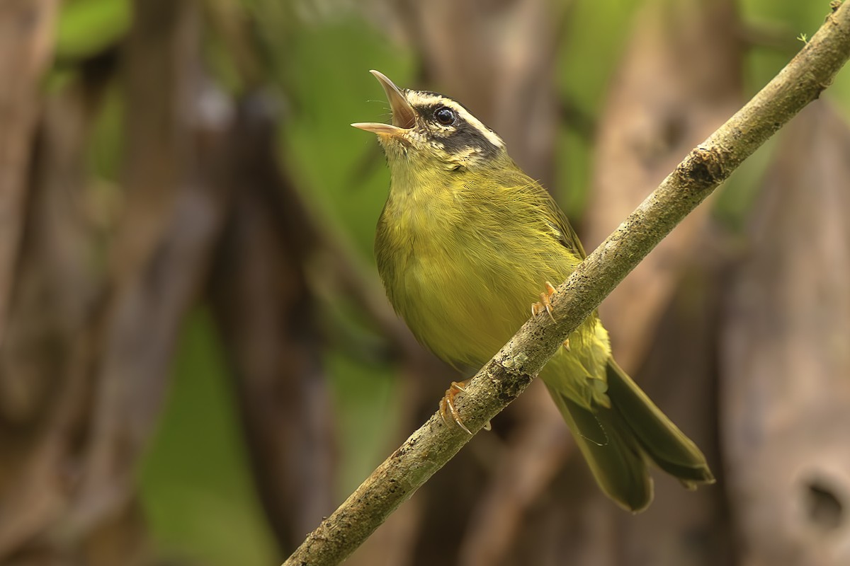 Коронник смугастоголовий - ML645474525