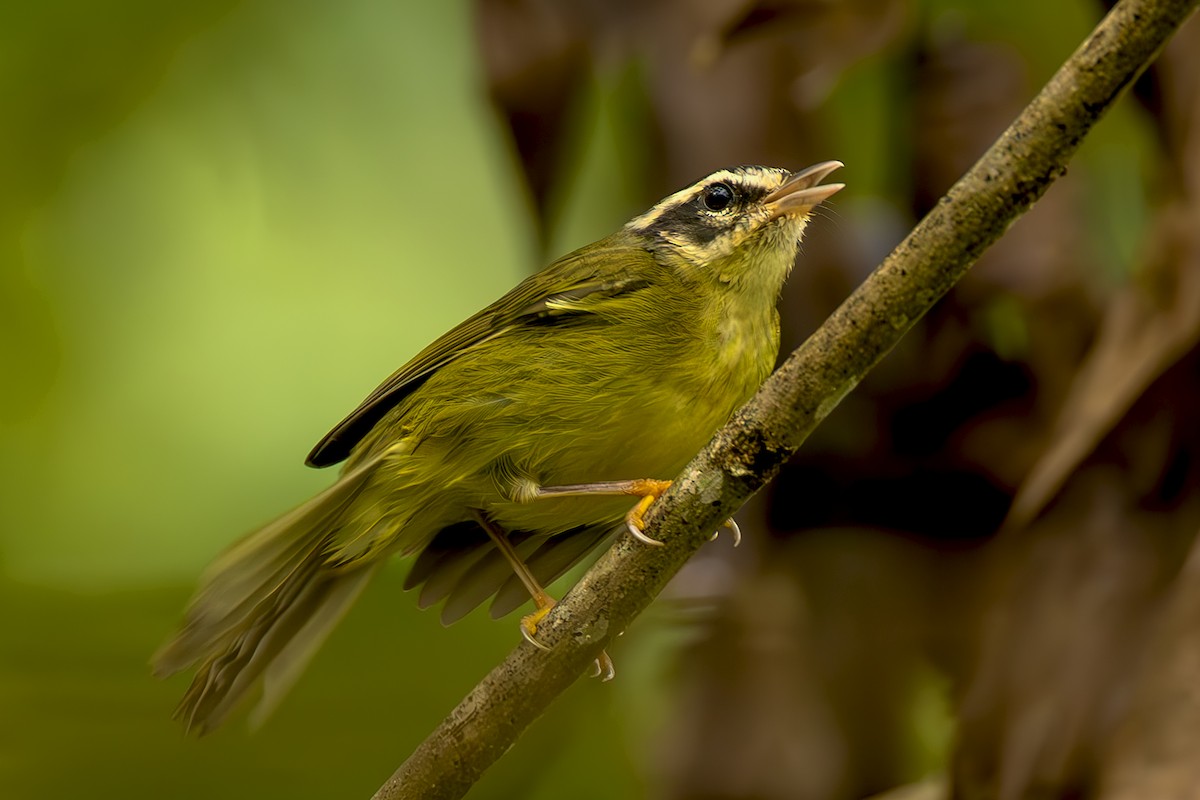 Коронник смугастоголовий - ML645474526