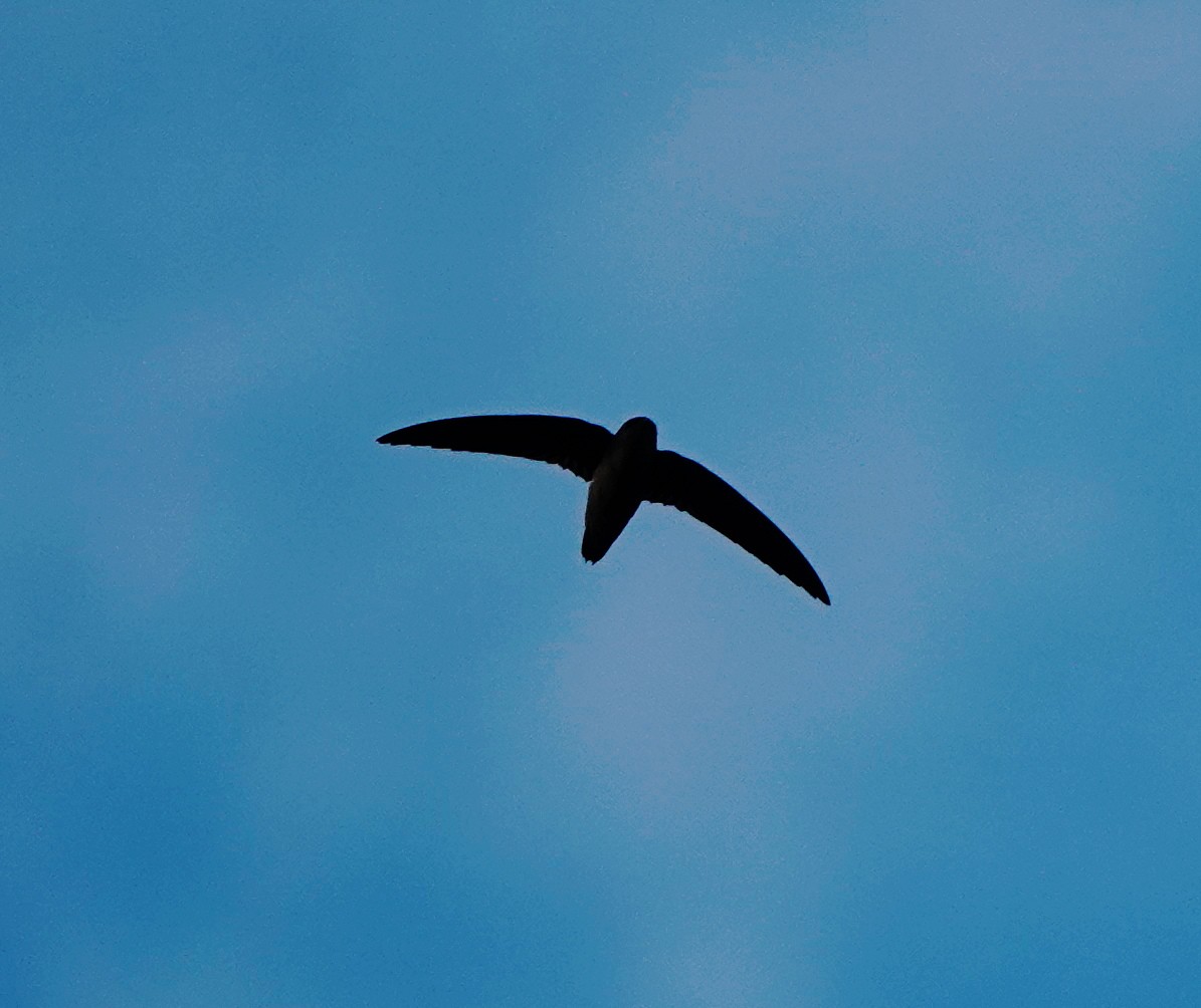 Vaux's Swift (Yucatan) - ML645474528