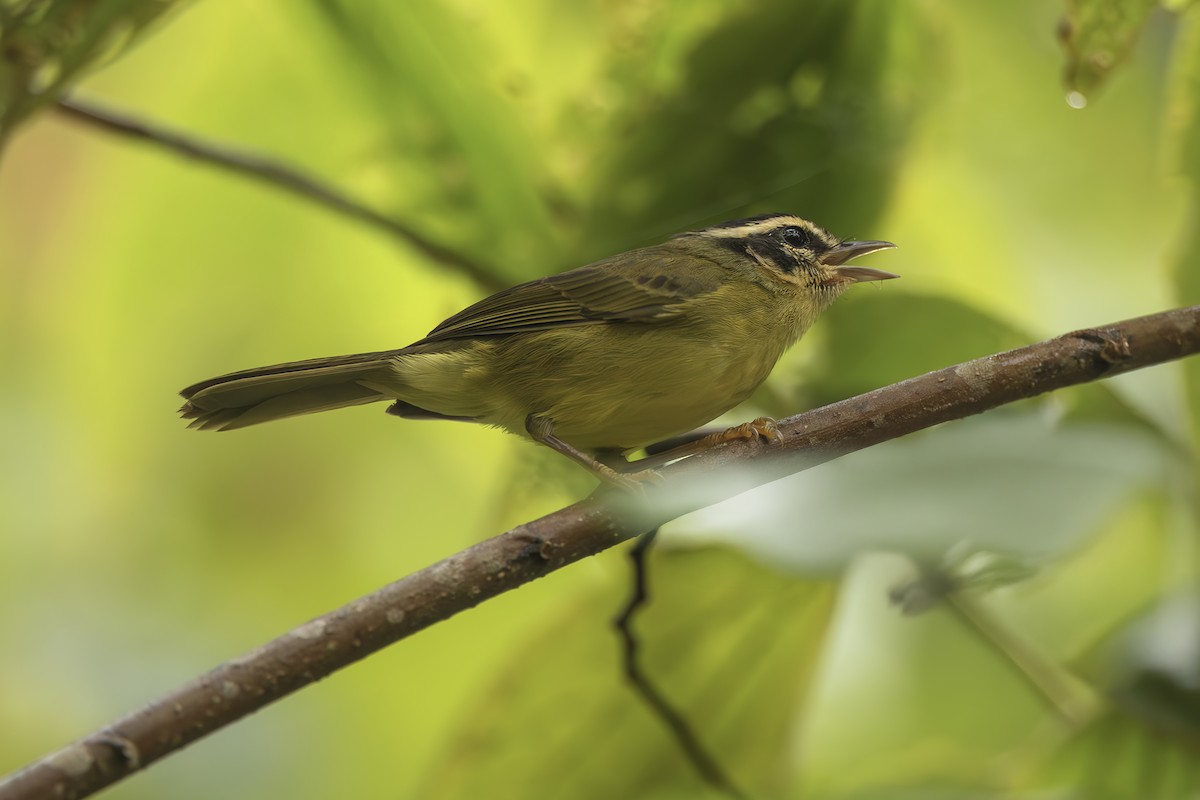 Коронник смугастоголовий - ML645474531