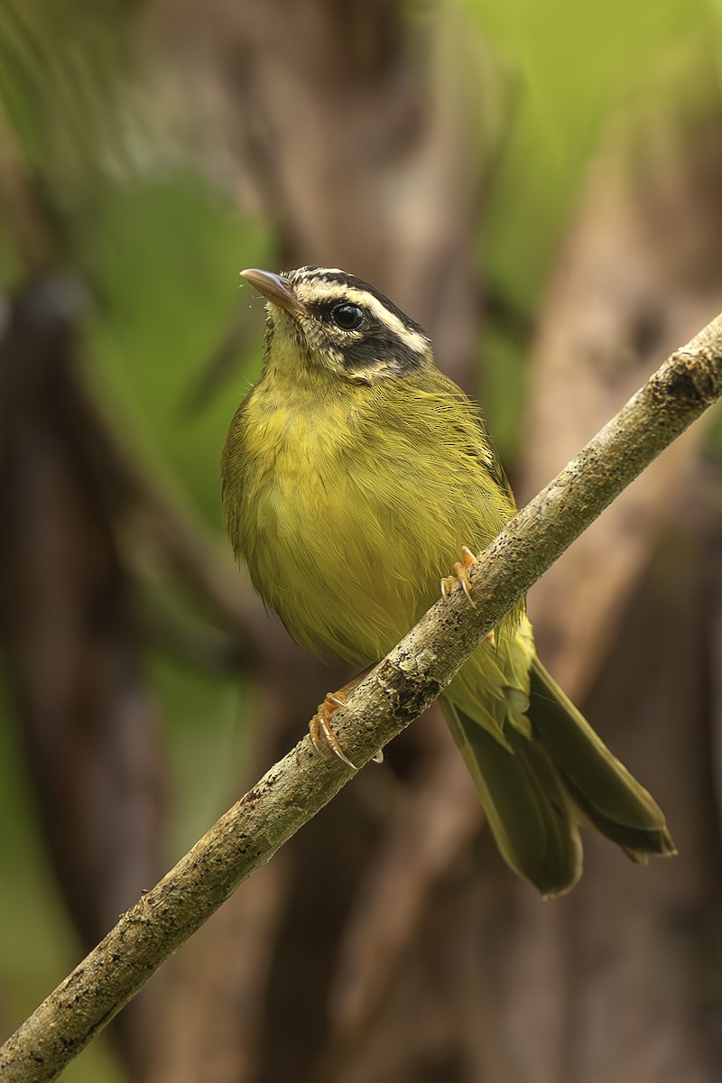 Коронник смугастоголовий - ML645474532