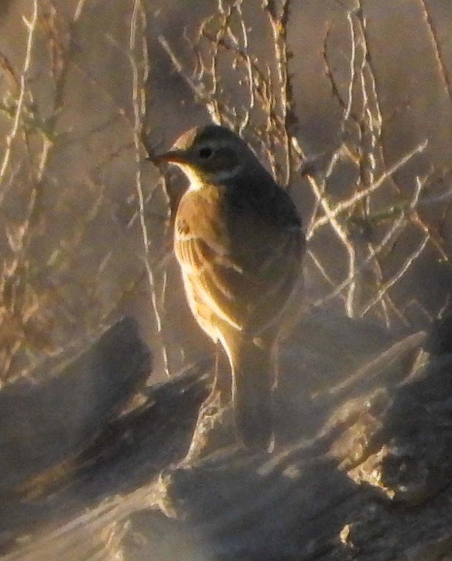 American Pipit - ML645474535