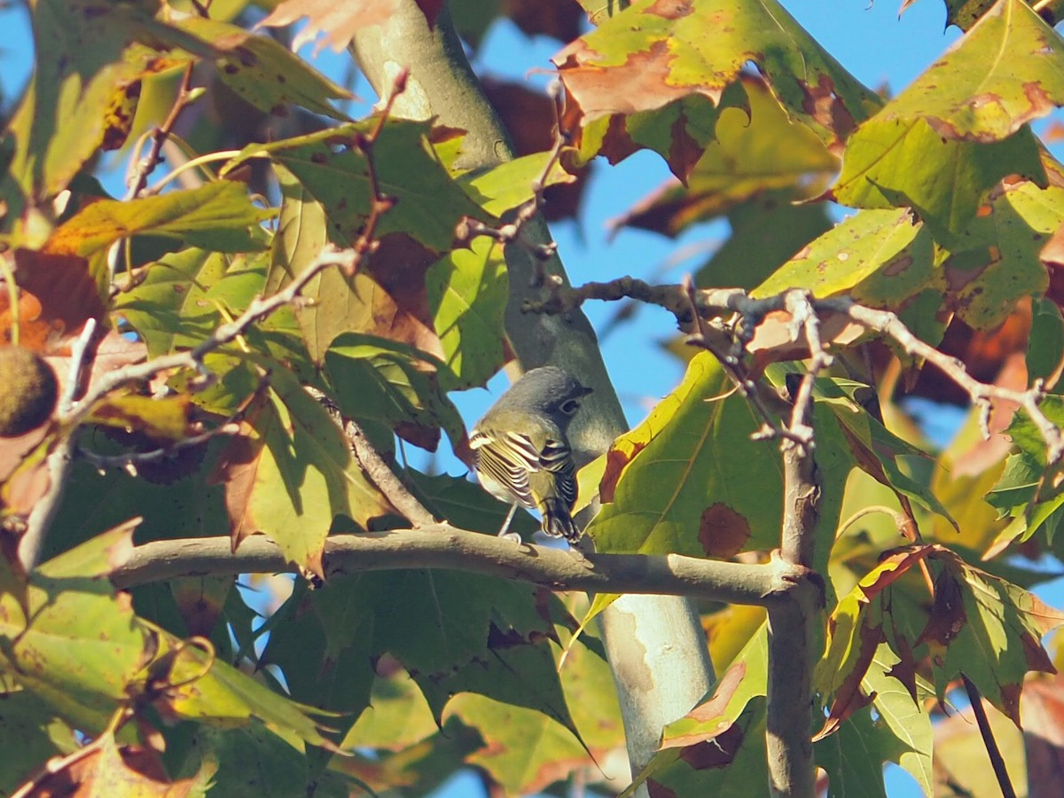 Blue-headed Vireo - ML645474539