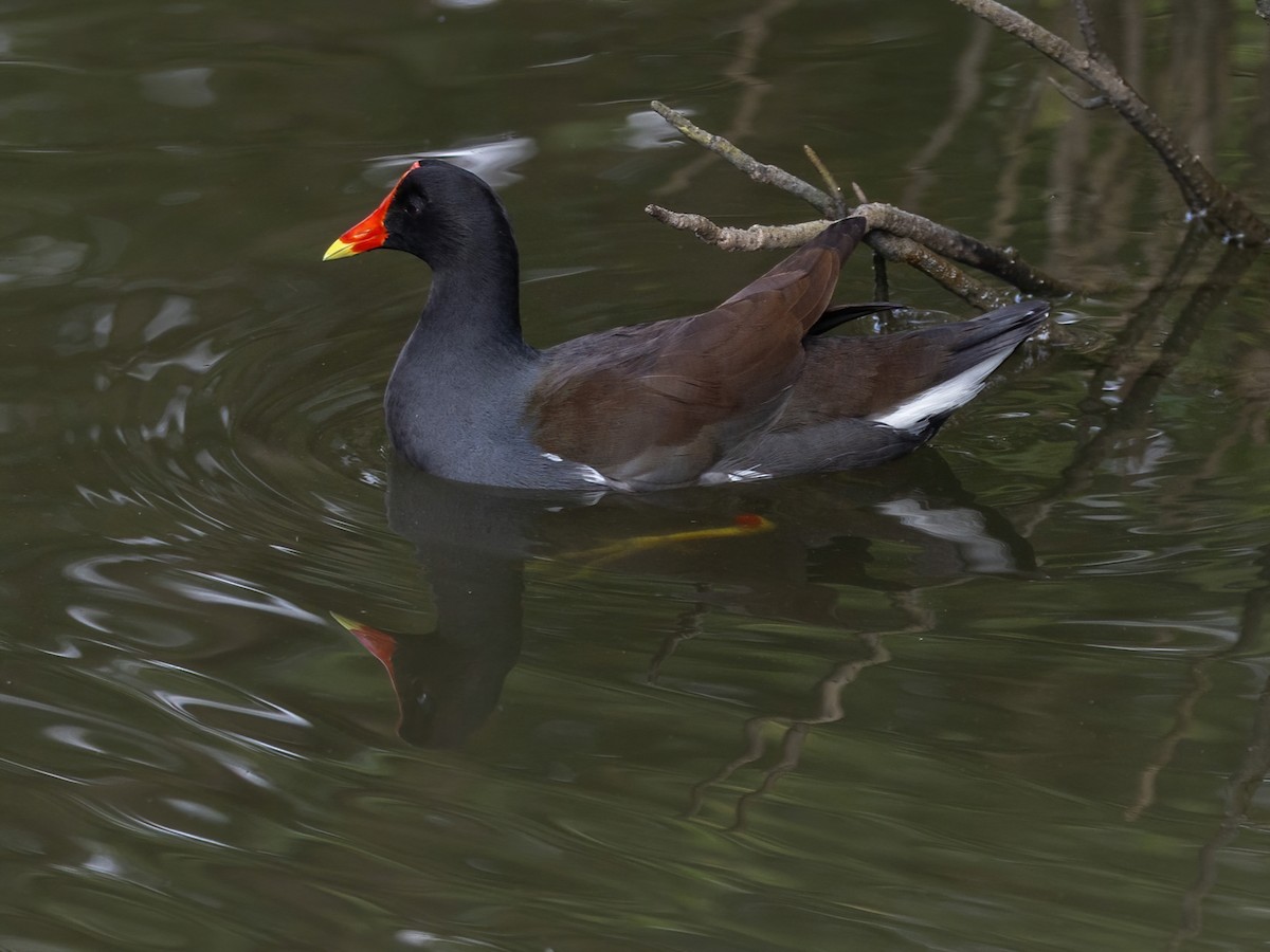 Amerika Sutavuğu - ML645474552