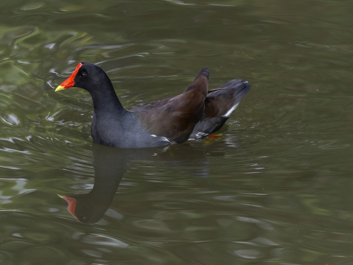 Amerika Sutavuğu - ML645474554