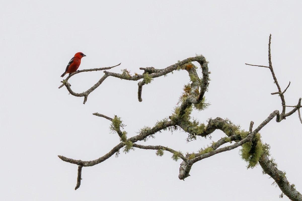 båndpiranga - ML645474555