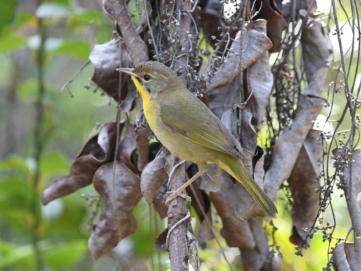 Bahama Yellowthroat - ML645474556