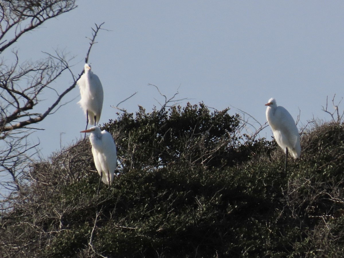 Great Egret - ML645474564