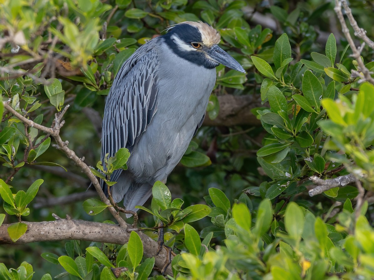 Yellow-crowned Night Heron - ML645474570