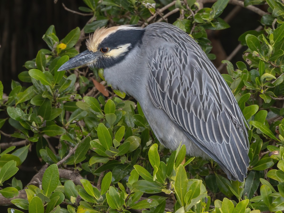 Yellow-crowned Night Heron - ML645474572
