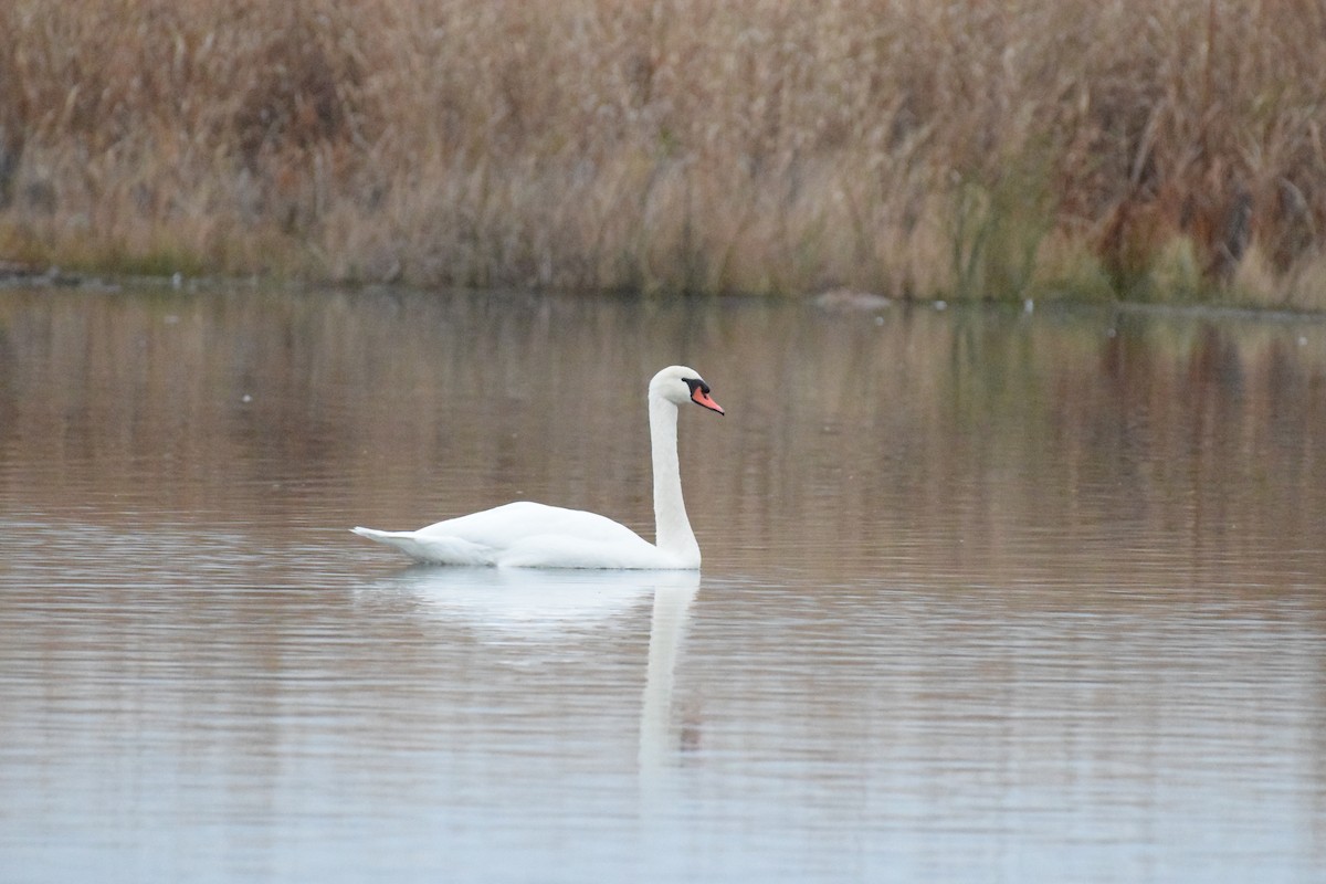 Cisne Vulgar - ML645474578