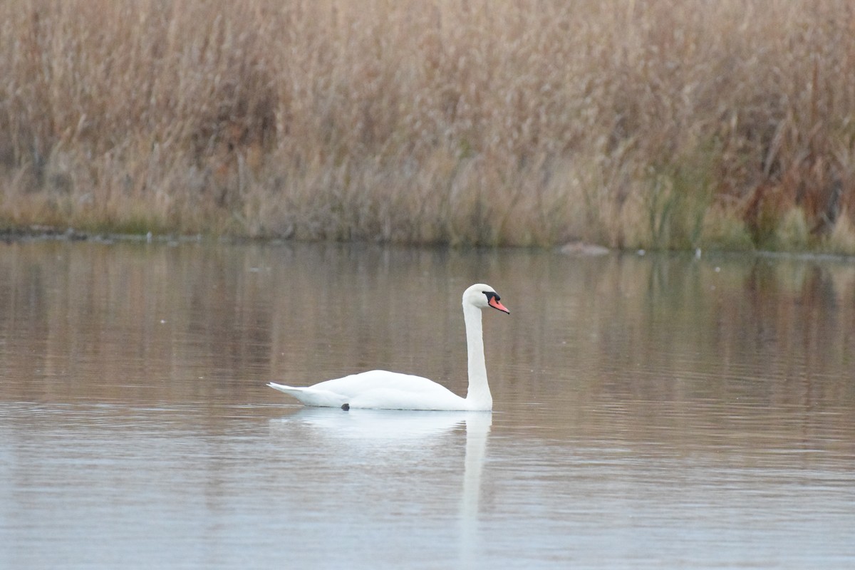 Cisne Vulgar - ML645474579