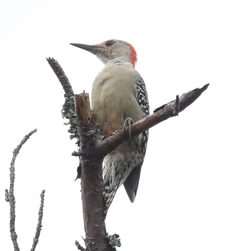 Red-bellied Woodpecker - ML645474584