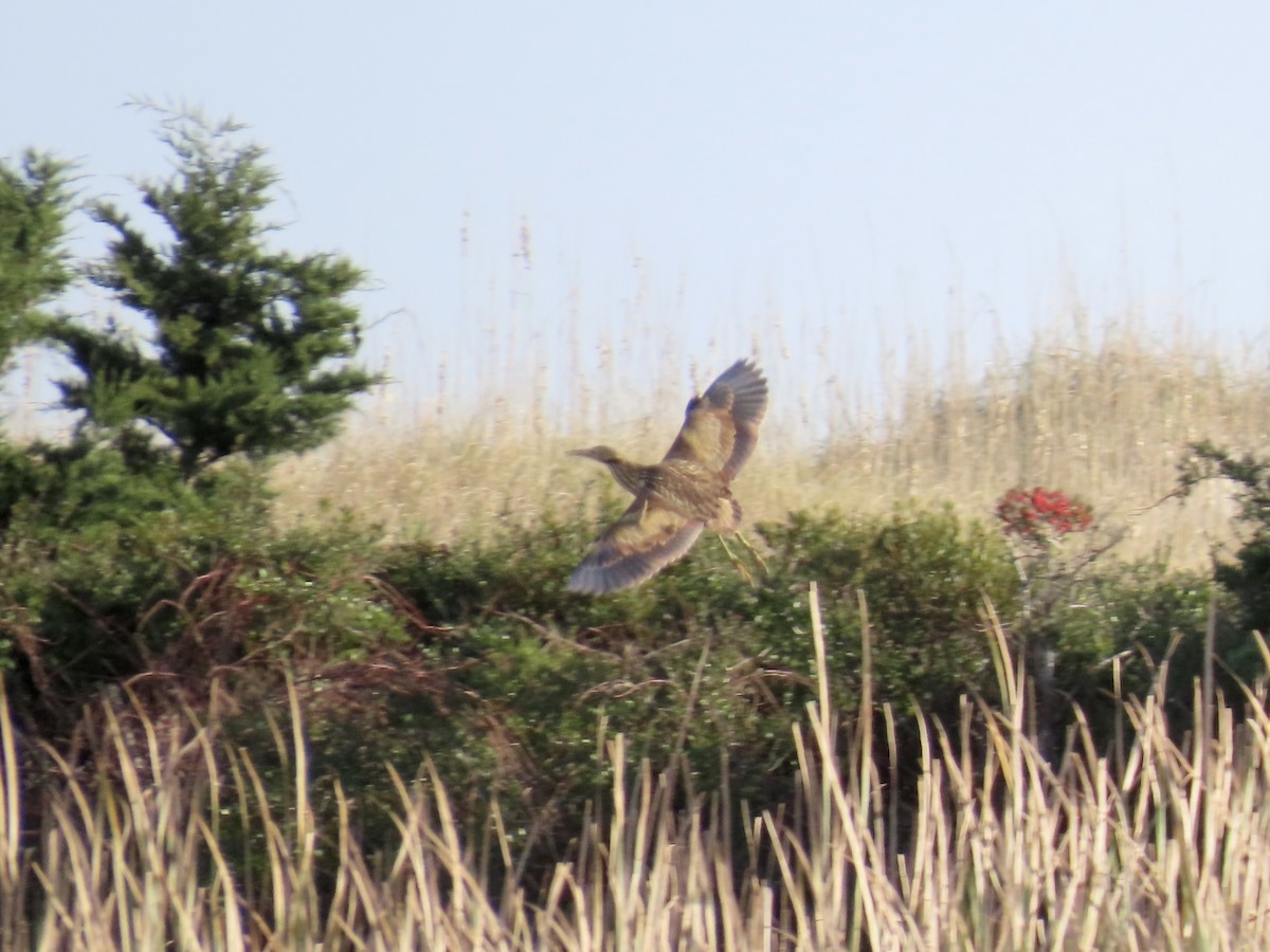 American Bittern - ML645474586