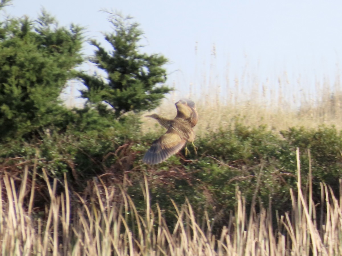 American Bittern - ML645474587