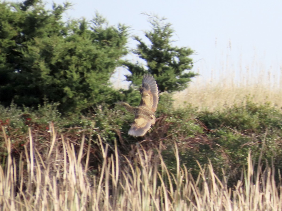 American Bittern - ML645474588
