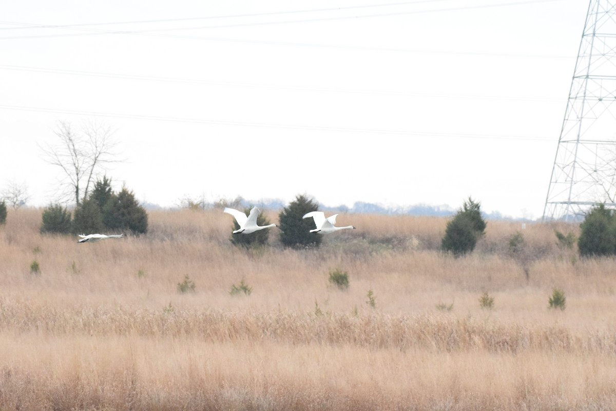 Cisne Chico - ML645474590