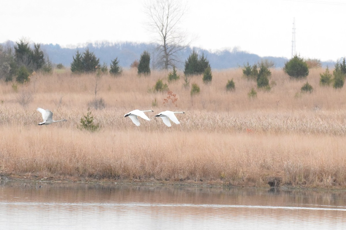 Cisne Chico - ML645474591