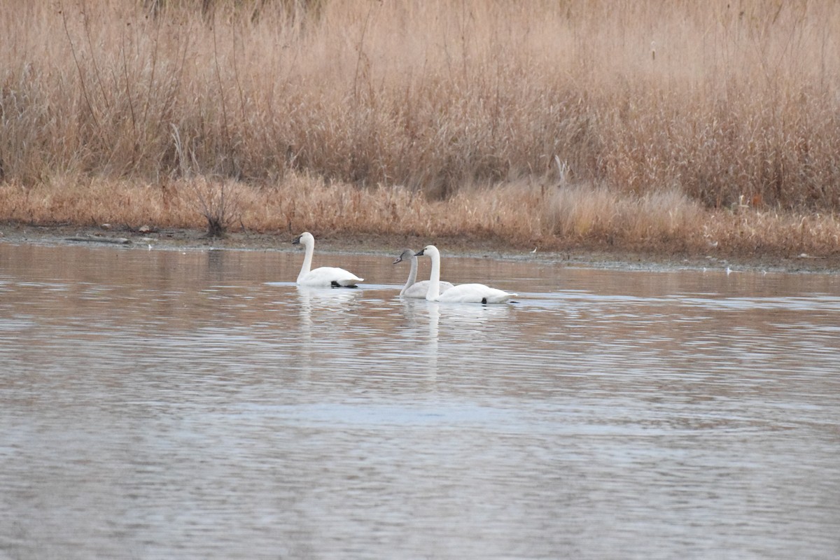 Cisne Chico - ML645474592