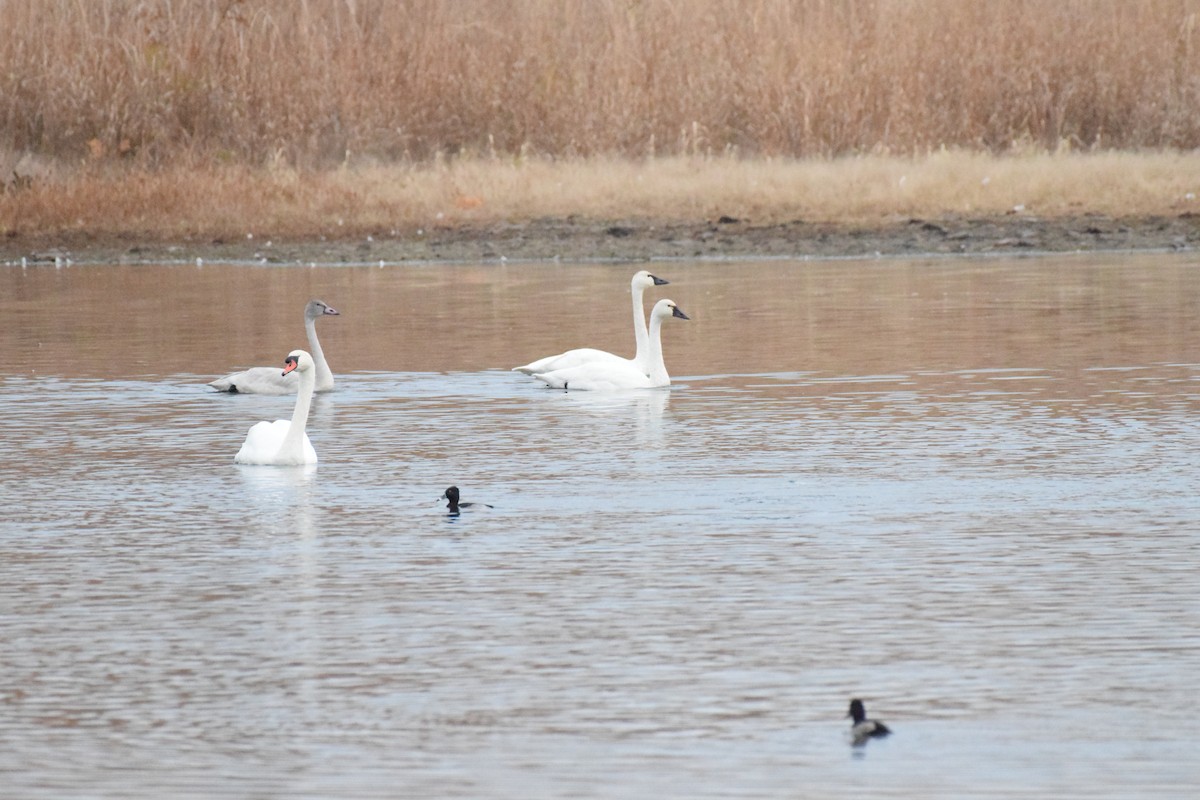 Cisne Chico - ML645474593