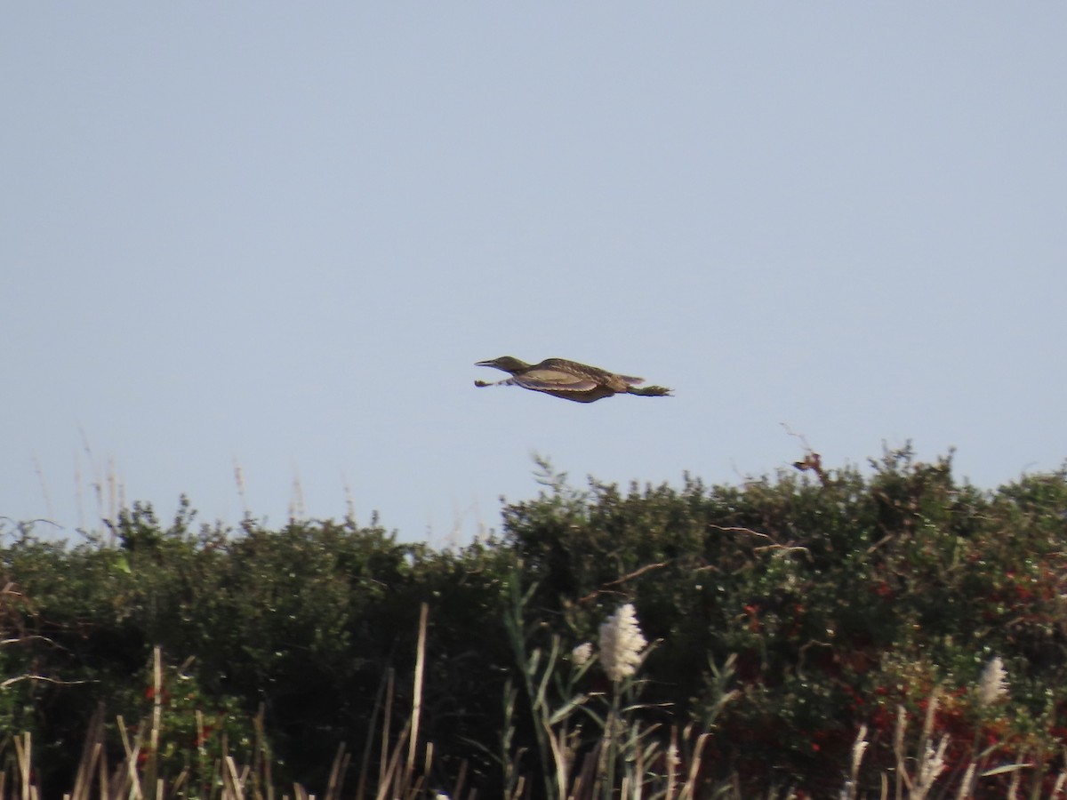 American Bittern - ML645474594