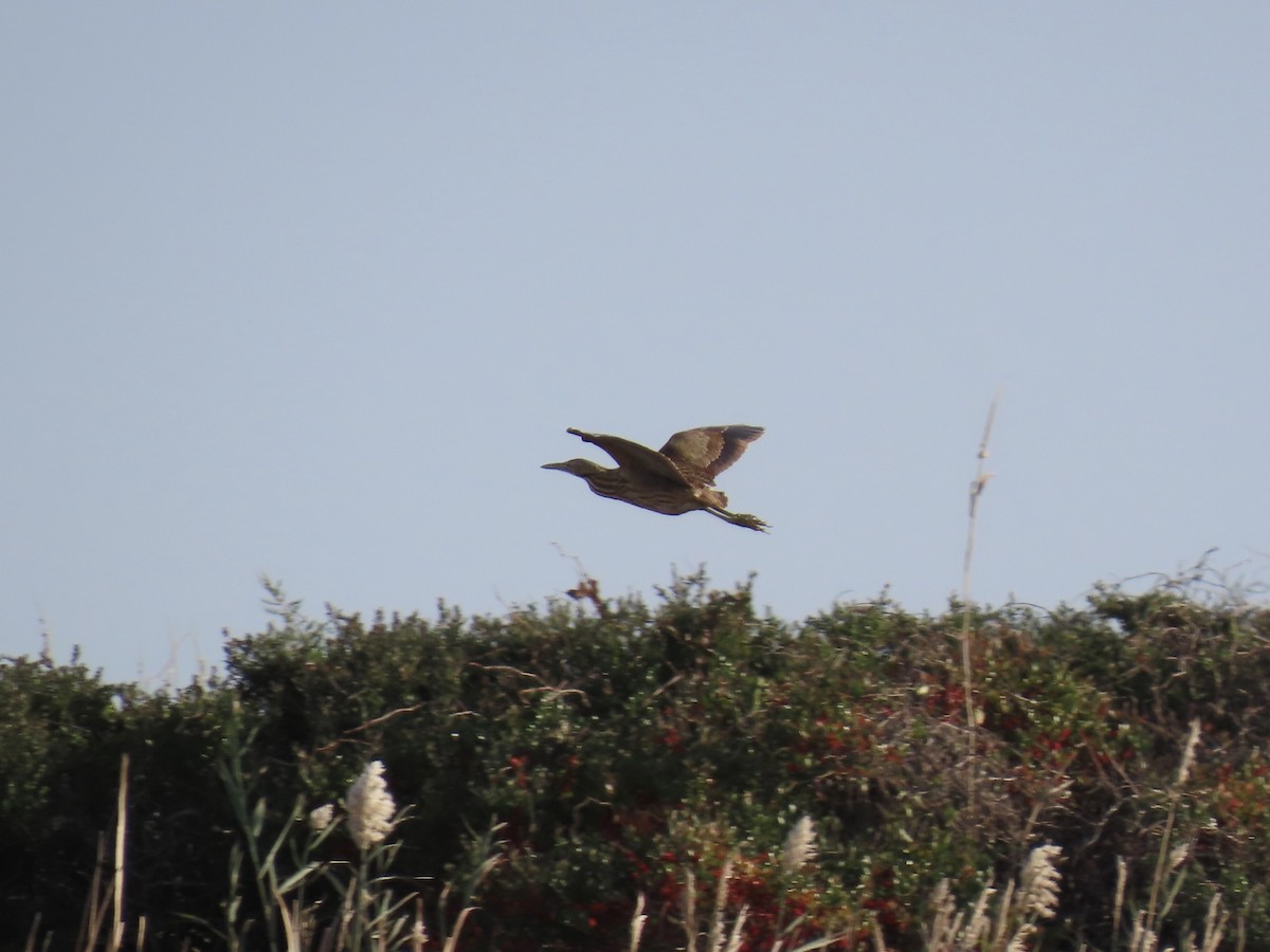 American Bittern - ML645474595