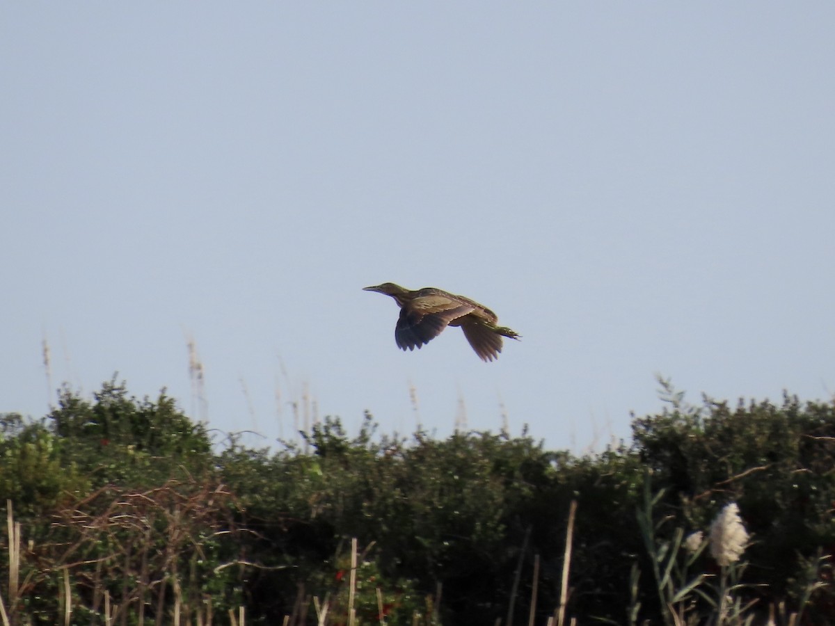 American Bittern - ML645474596