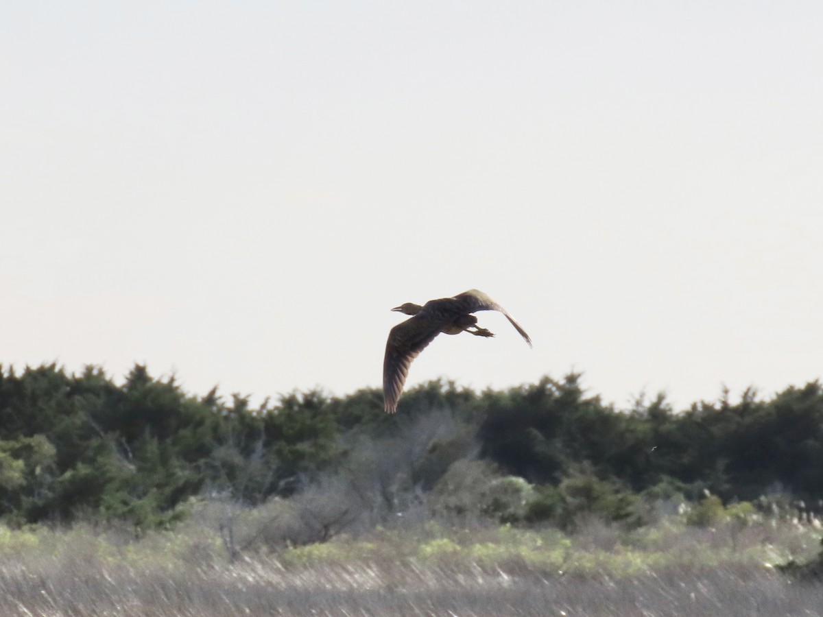 American Bittern - ML645474608