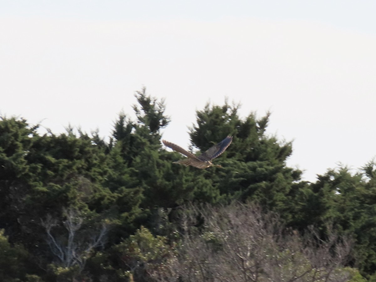 American Bittern - ML645474609