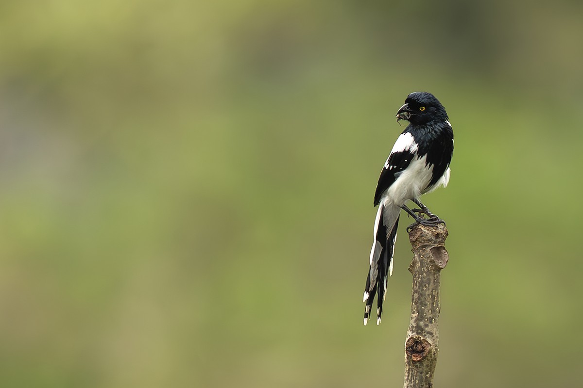 Magpie Tanager - ML645474610