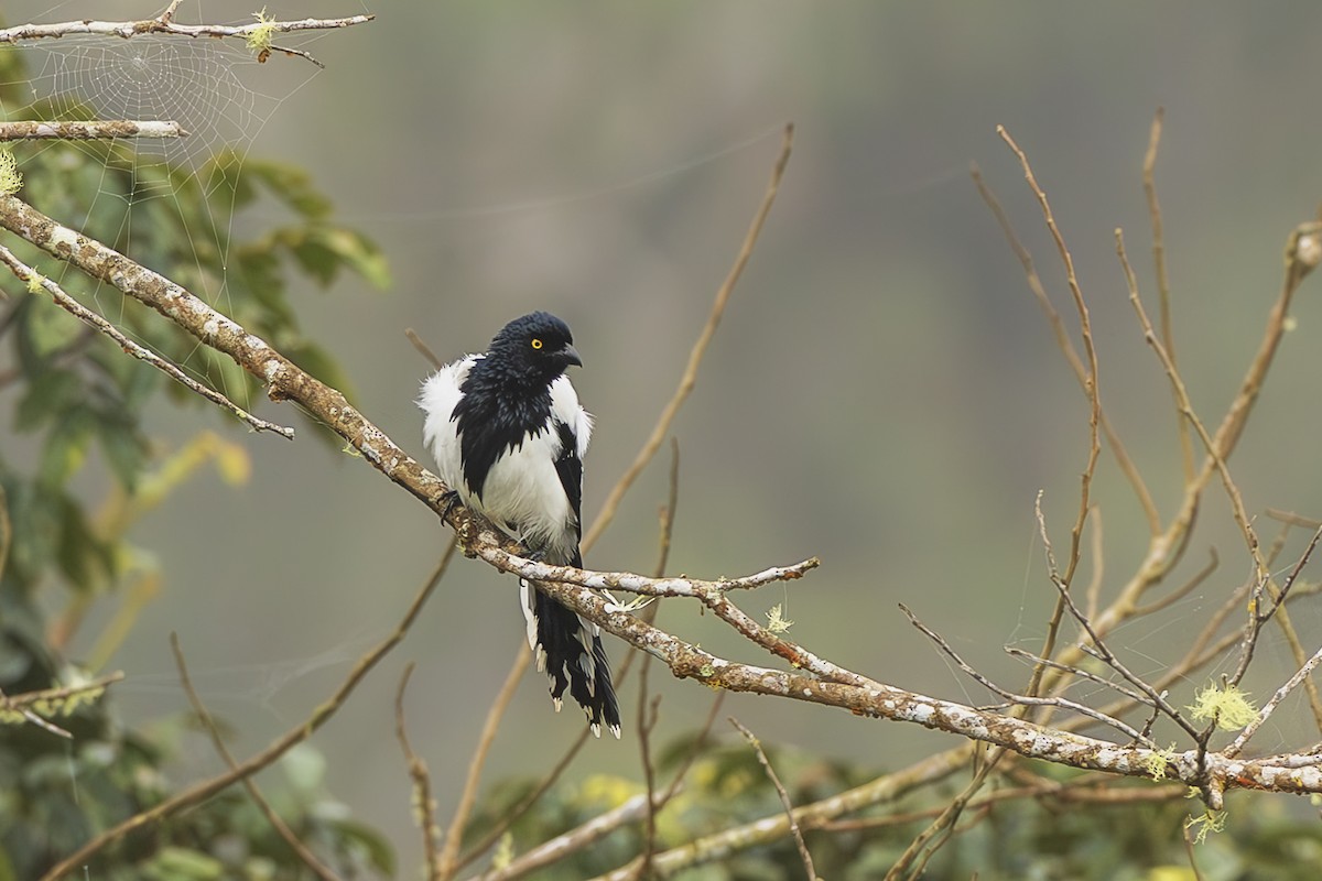 Magpie Tanager - ML645474611