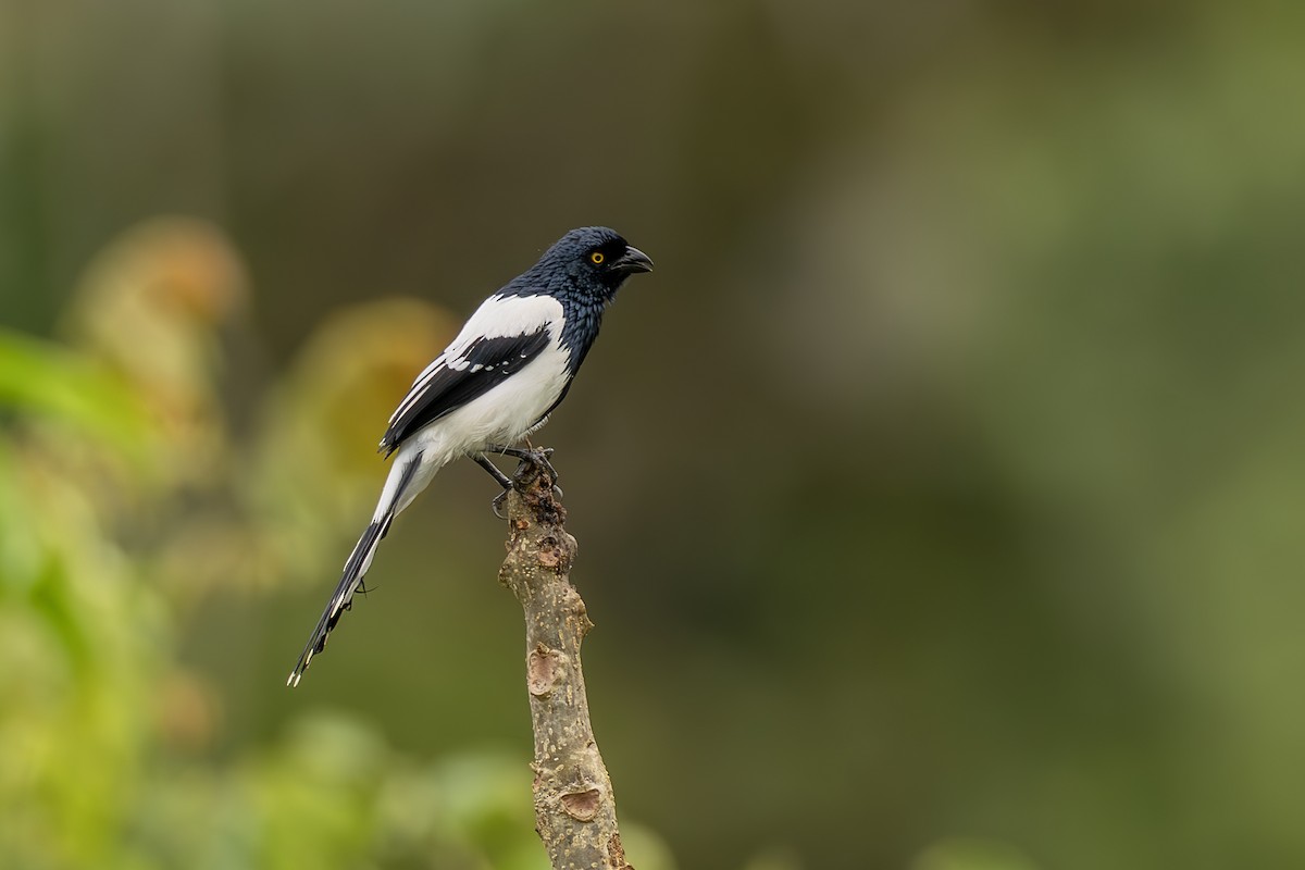 Magpie Tanager - ML645474612