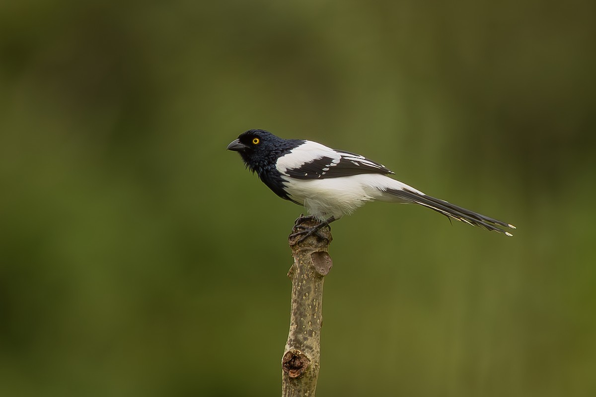 Magpie Tanager - ML645474613