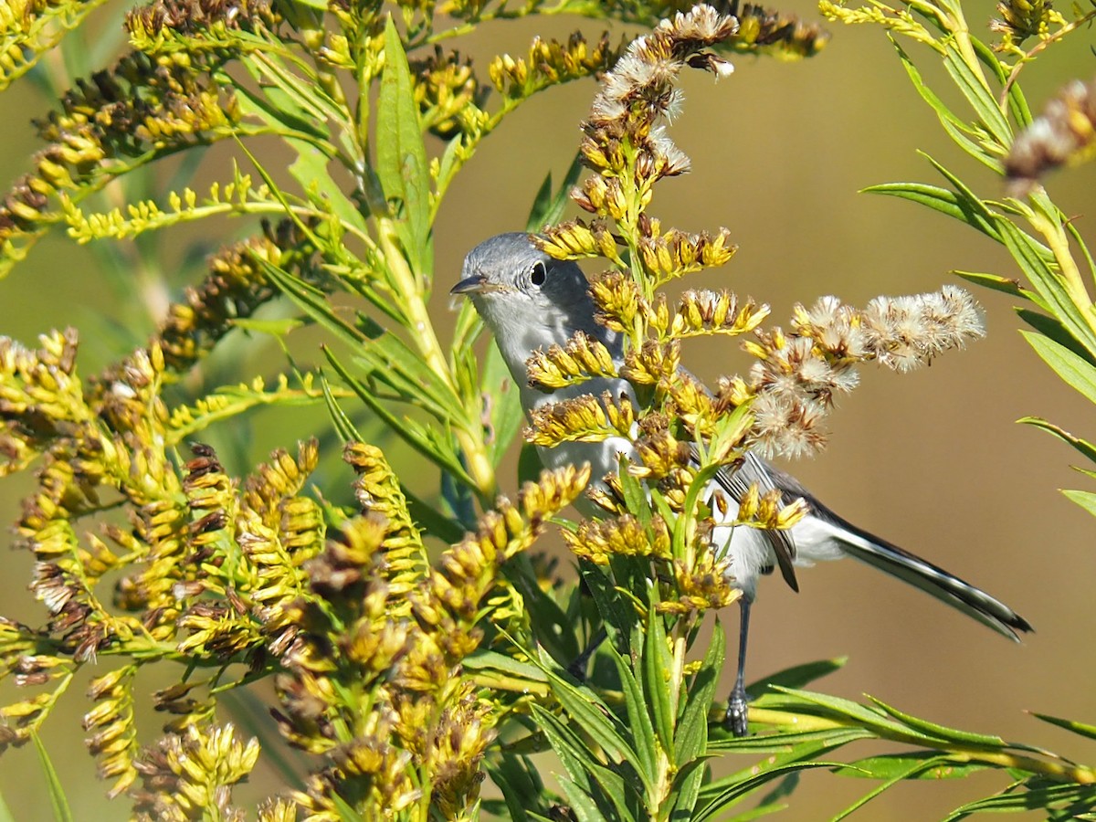 Голубая комароловка - ML645474615