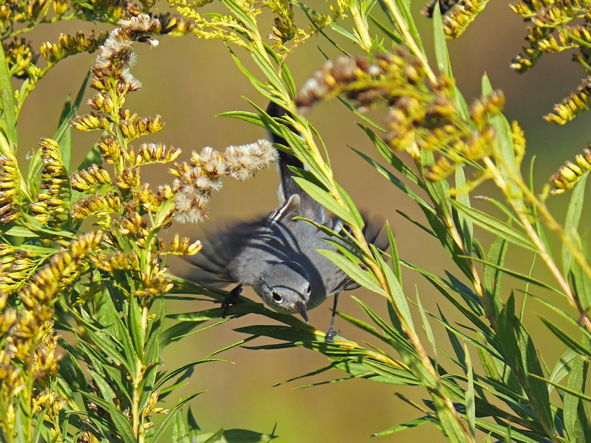 Голубая комароловка - ML645474616