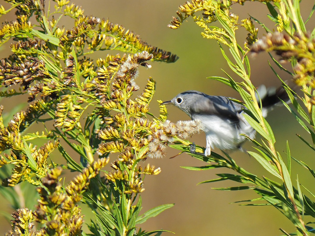 Голубая комароловка - ML645474617