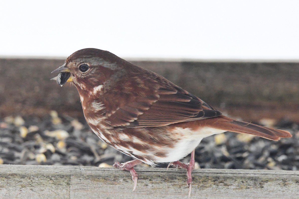 Fox Sparrow - ML645474619