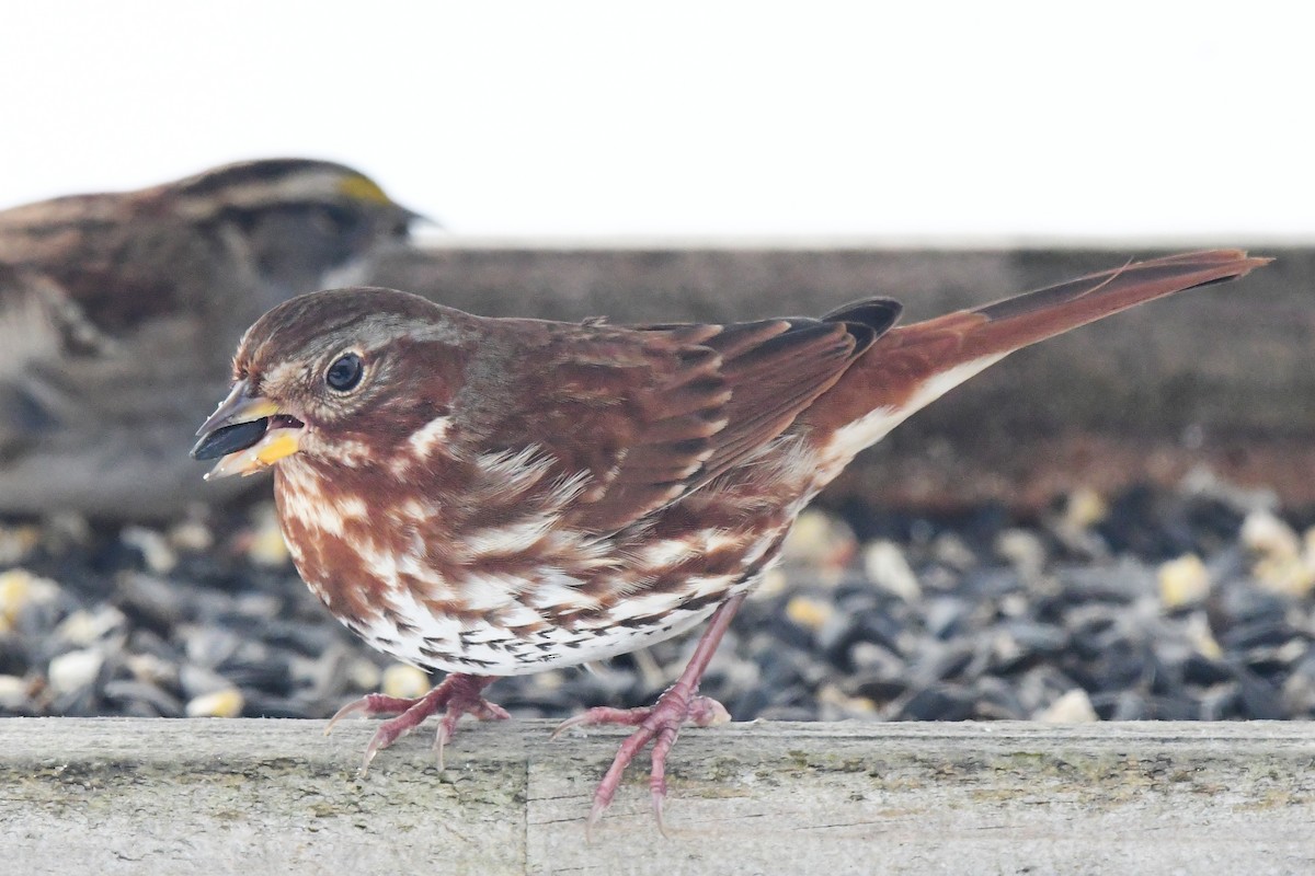 Fox Sparrow - ML645474623